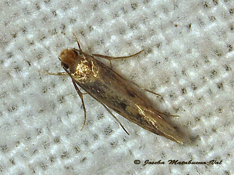 micro 1 - Niditinea fuscella Cfr  (Tineidae)